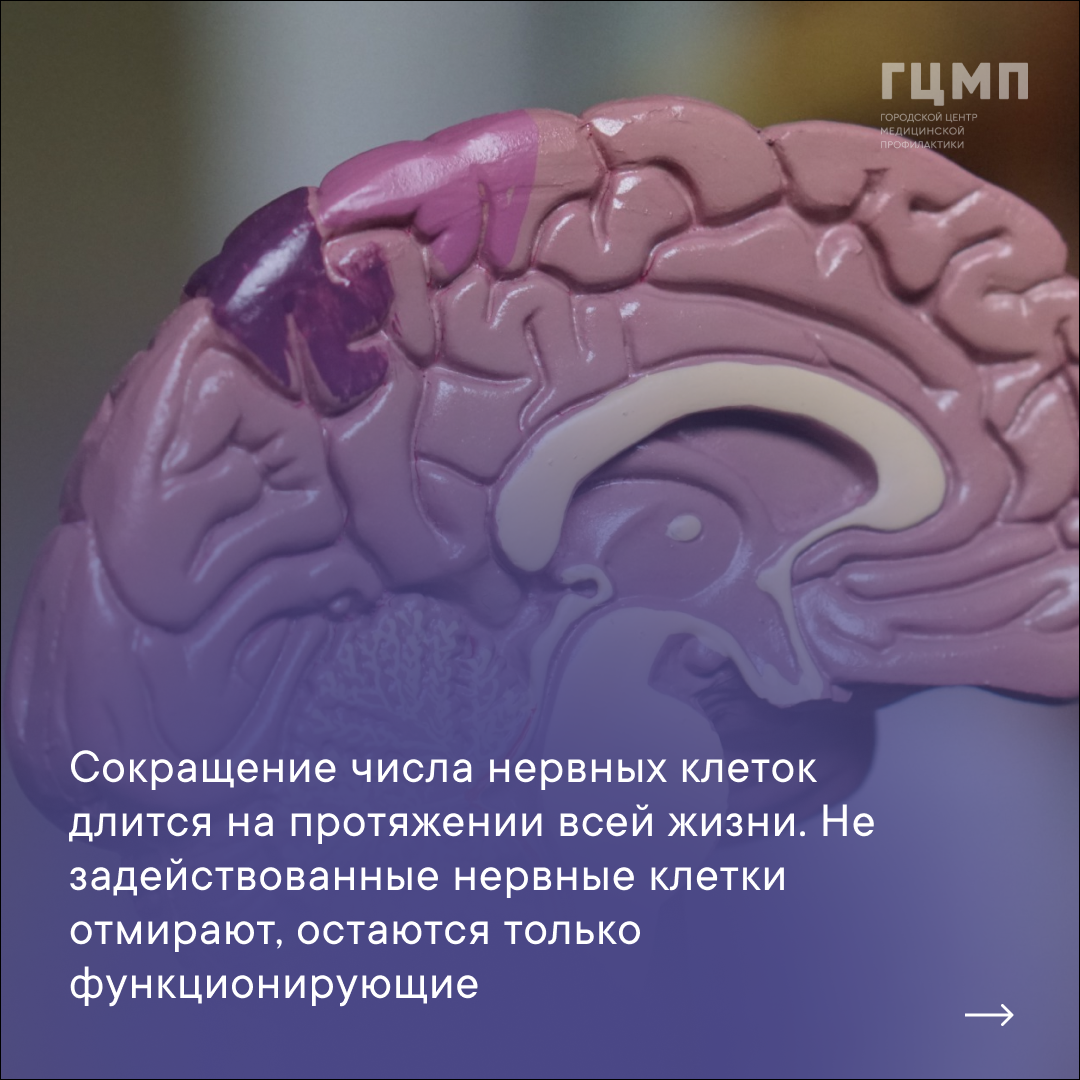 Образования головного мозга. Неделя мозга. Сохранение здоровья мозга. Факты о нашем мозге.